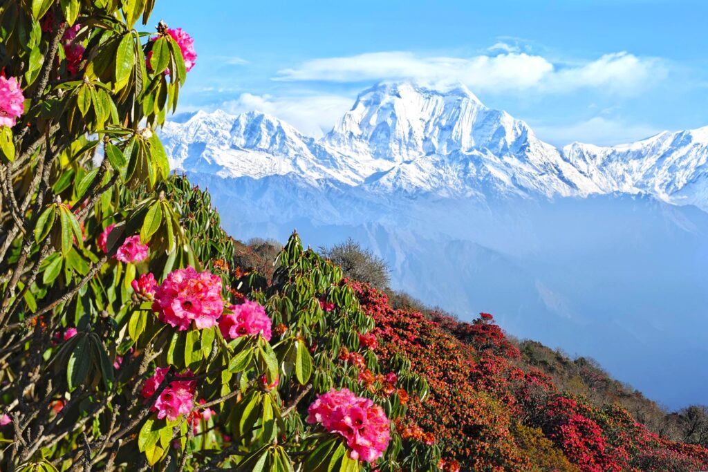 Poon Hill & Muldai Peak – Panorama Trekking Nepal