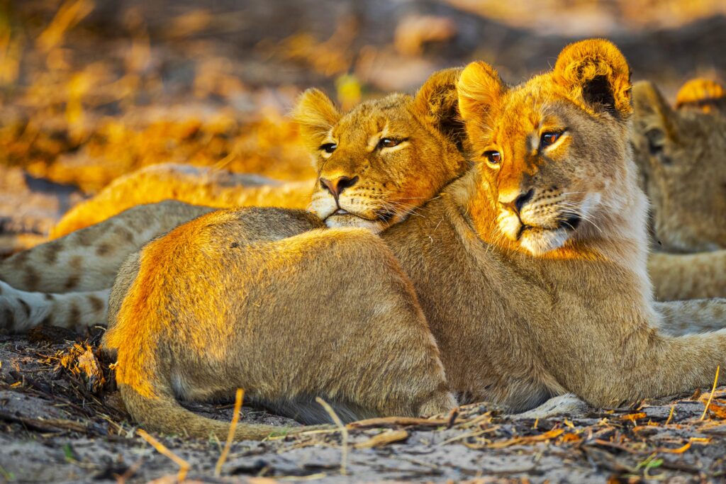 Safari in Tansania & Badeurlaub auf Sansibar