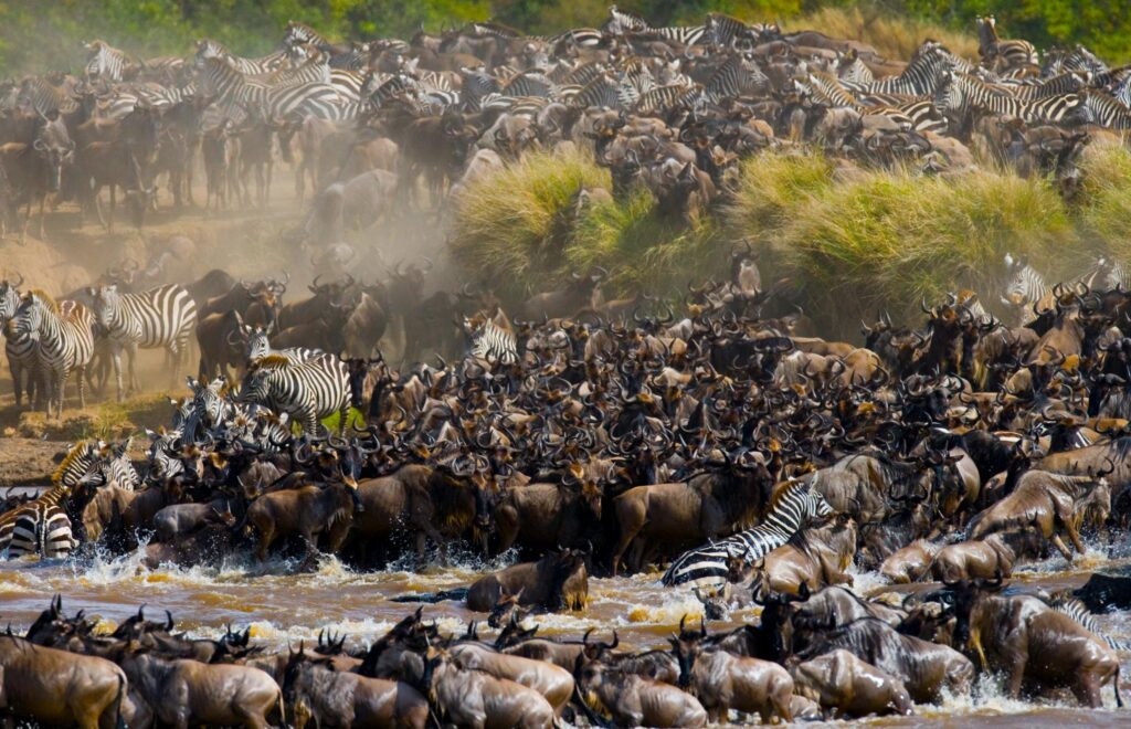 Große Tierwanderung in Tansania – Durch die nördlichen Nationalparks bis Sansibar